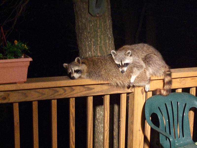 Two raccoons on a deck