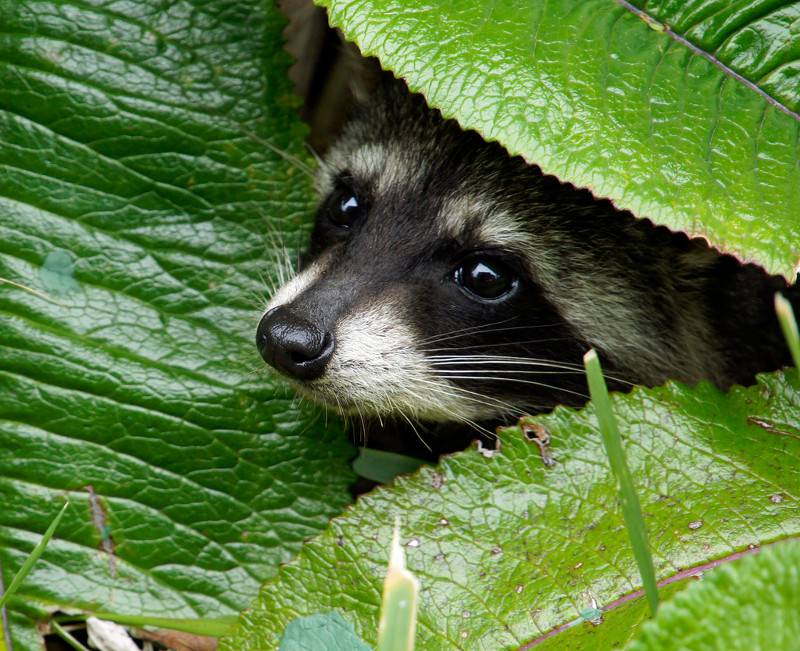 Raccoon peeking out between some leaves