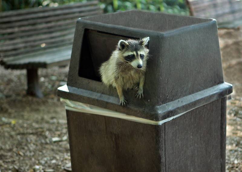 Raccoon peeking out of a trashcan