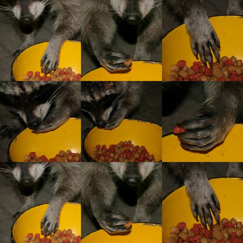 raccoon hands pick up dog food from bowl