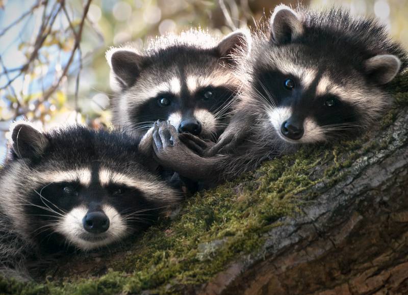 Three small raccoons in a tree