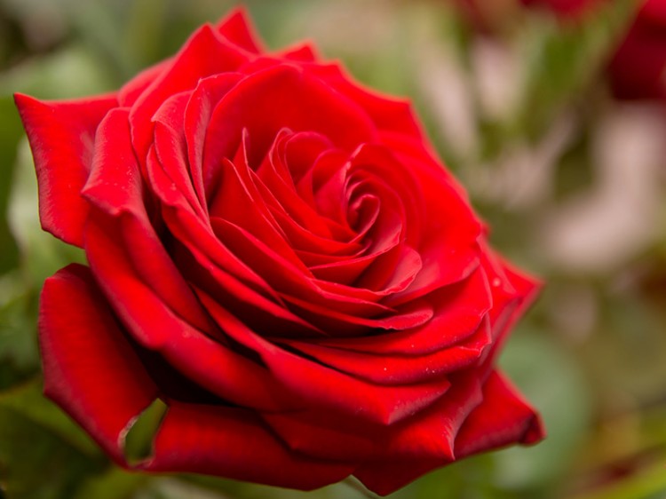 a beautiful blooming rose