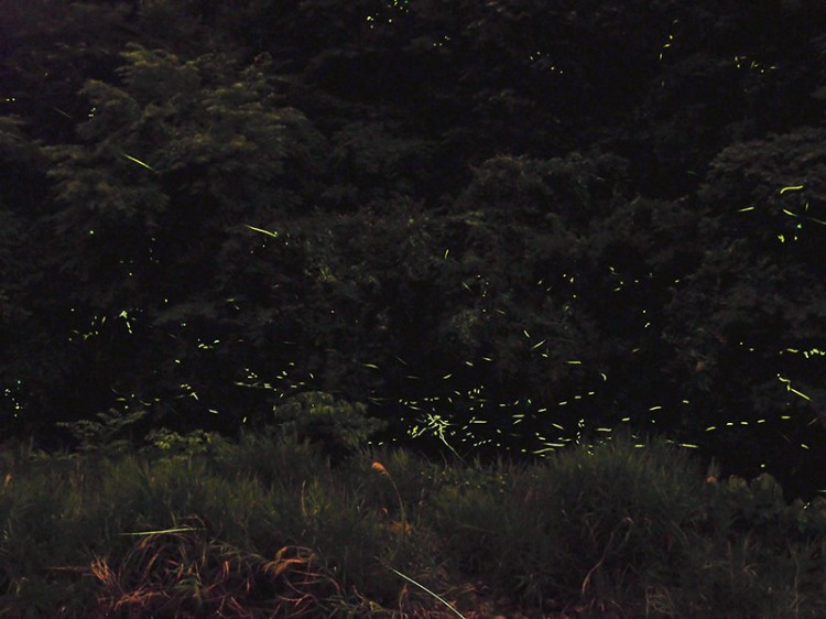 fireflies at night