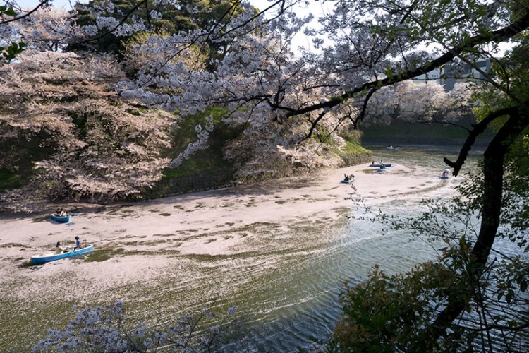 japanese sakura in a river