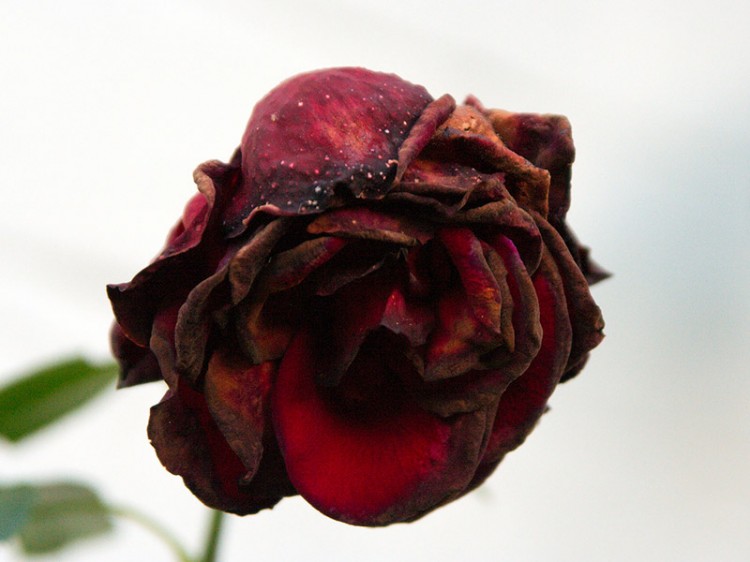 wilted rose