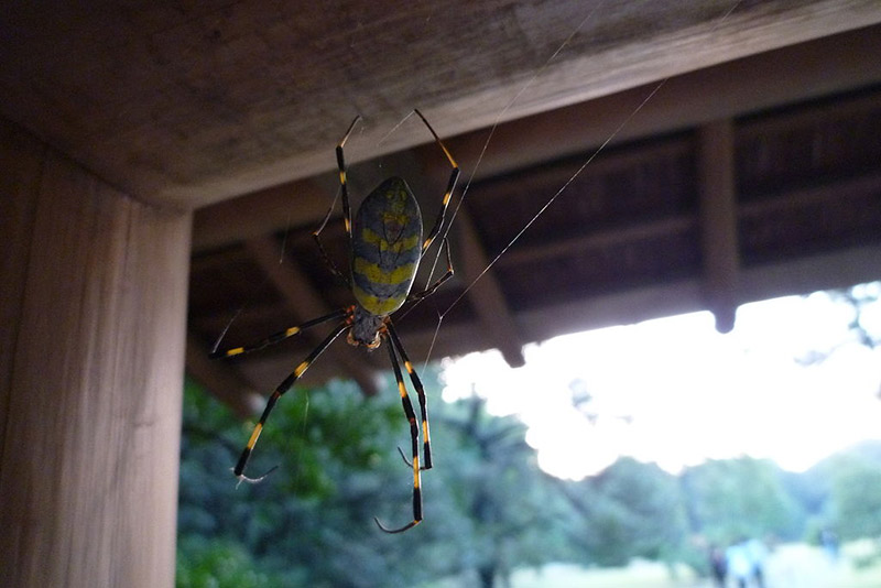 large black & yellow spider hanging