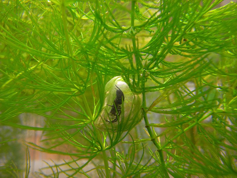 bell spider inside bubble