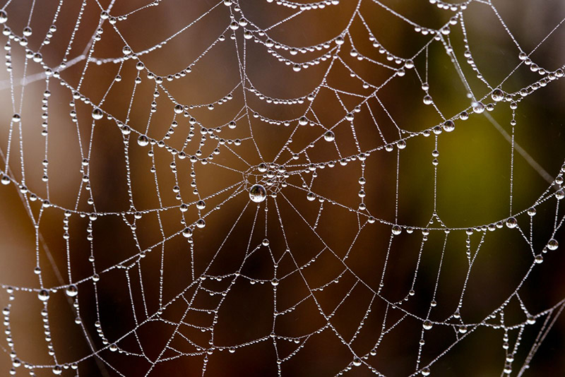 spider web with water droplets