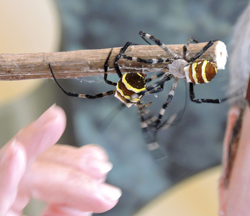 two spiders fighting on end of stick