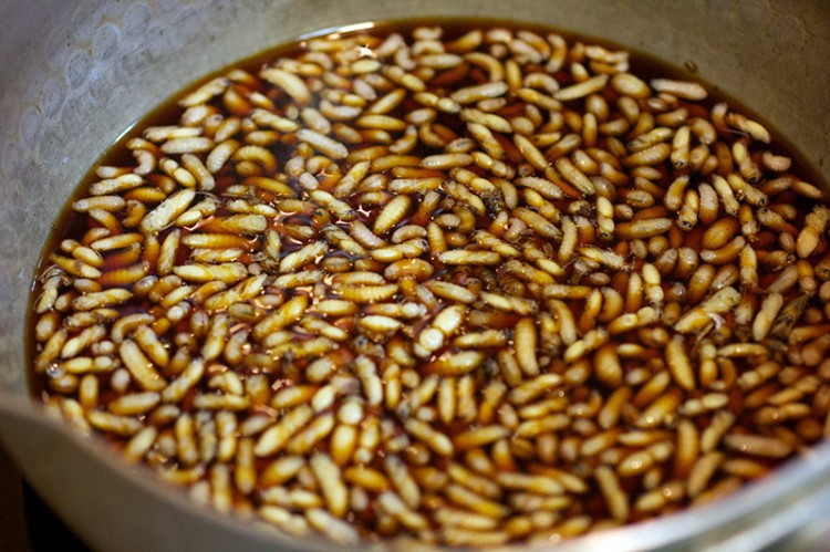 larvae for food protein in a brown broth