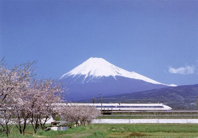 cherry blossoms with Mt. Fuji behind