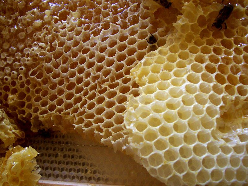 honeycomb china unsafe food