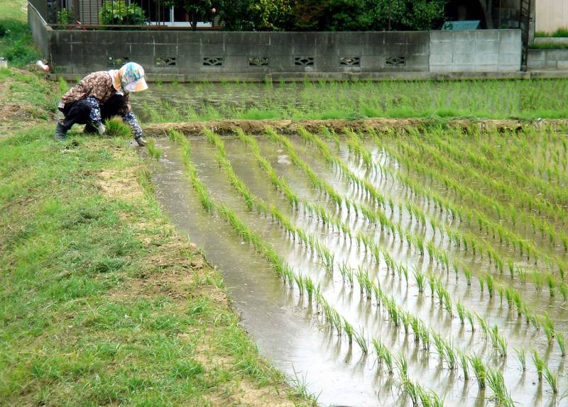 older japanese woman planting young rice in a field