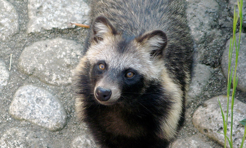 symbol one japanese for life with Balls Tanuki: Gigantic Yokai The Canine