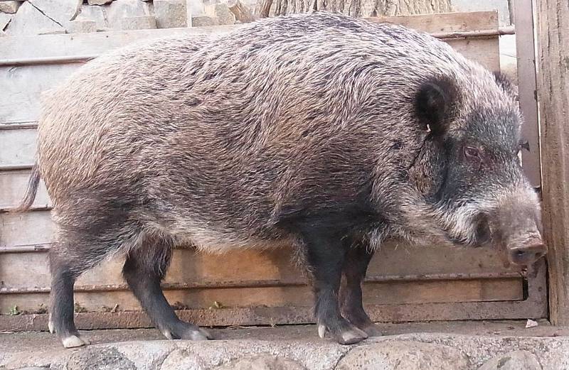 Real wild boar leaning against a wall