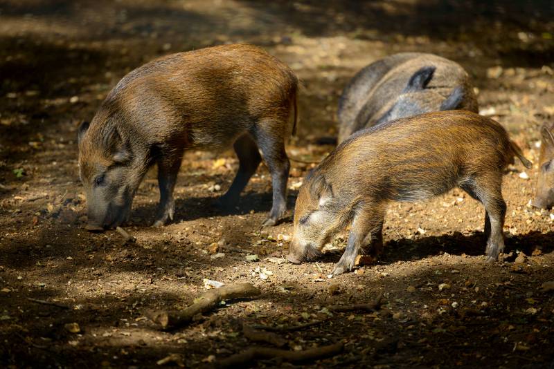 Young wild boars smelling the ground