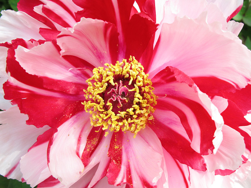 close up pink peony blossom