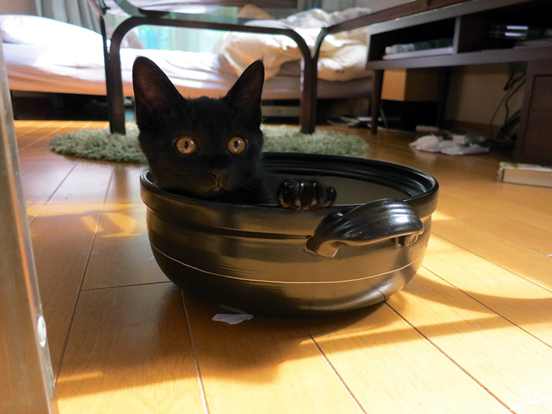 black kitten in cooking bowl