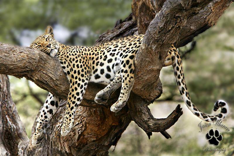 leopard stretched out and napping on tree branch