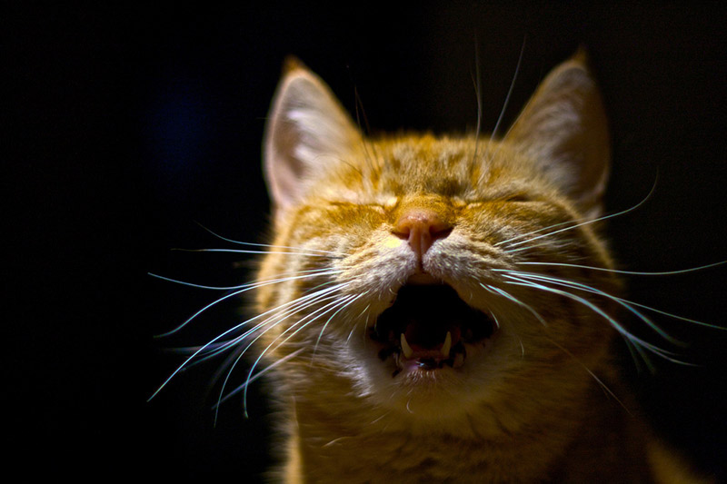 cat scream