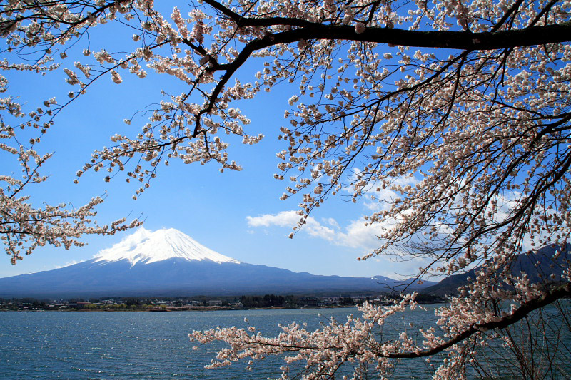 mt fuji and sakura together