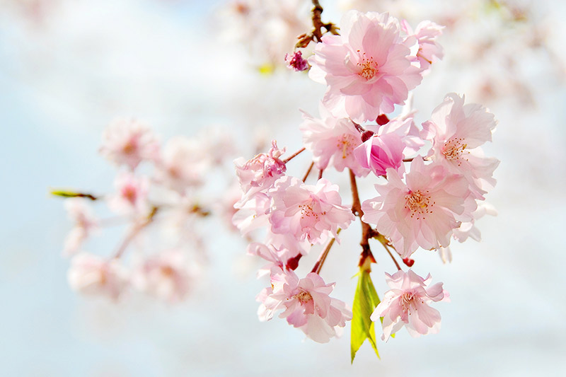 sakura close up