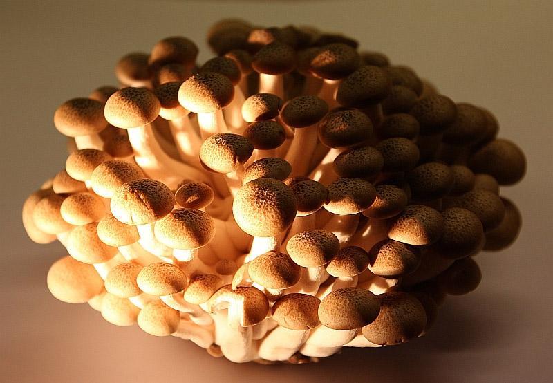 small white mushrooms in a cluster