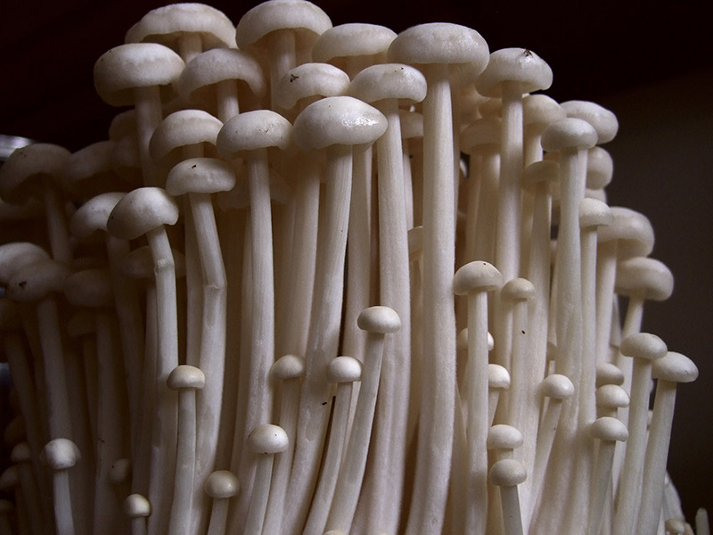 tall white skinny mushrooms enoki