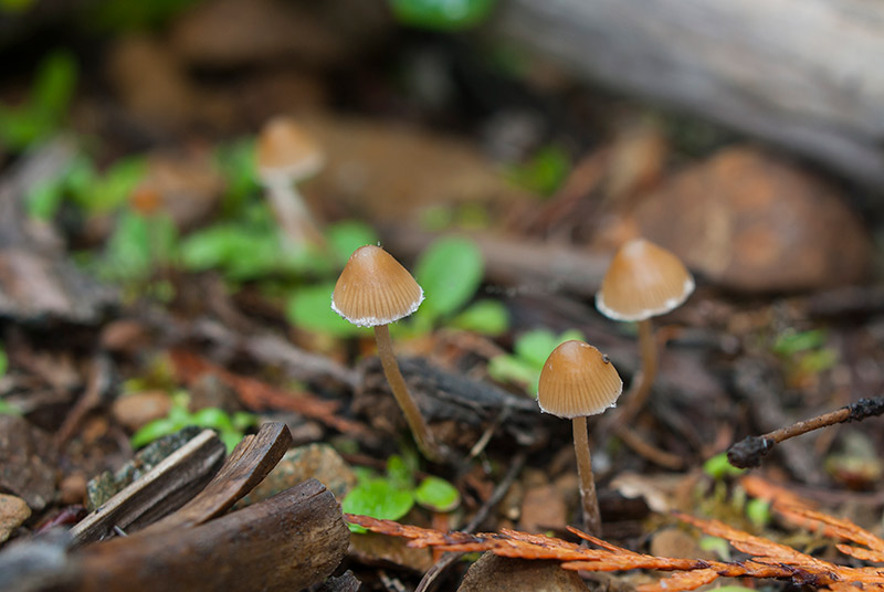 mushrooms growing in a forest