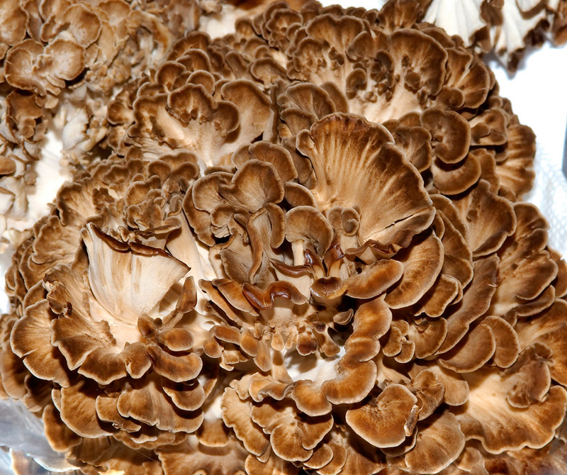 giant brown mushroom white background