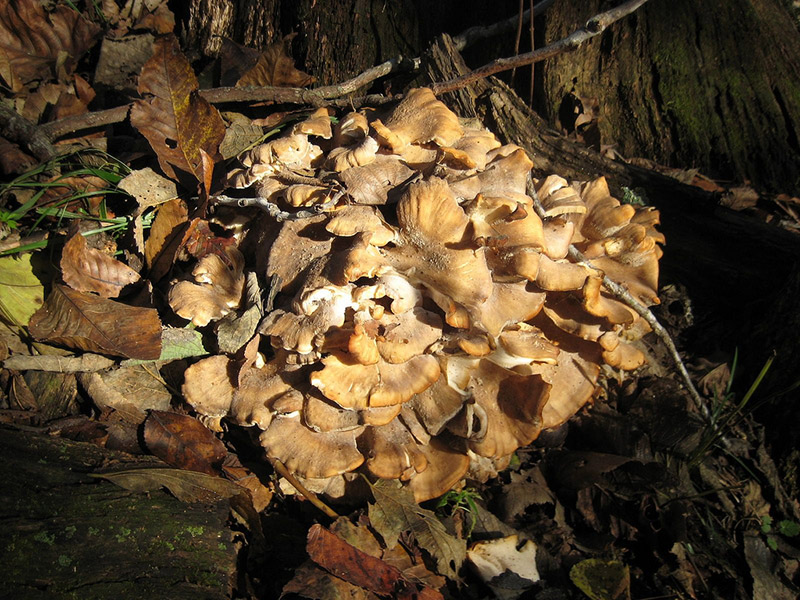 maitake mushrooms growing in a forest
