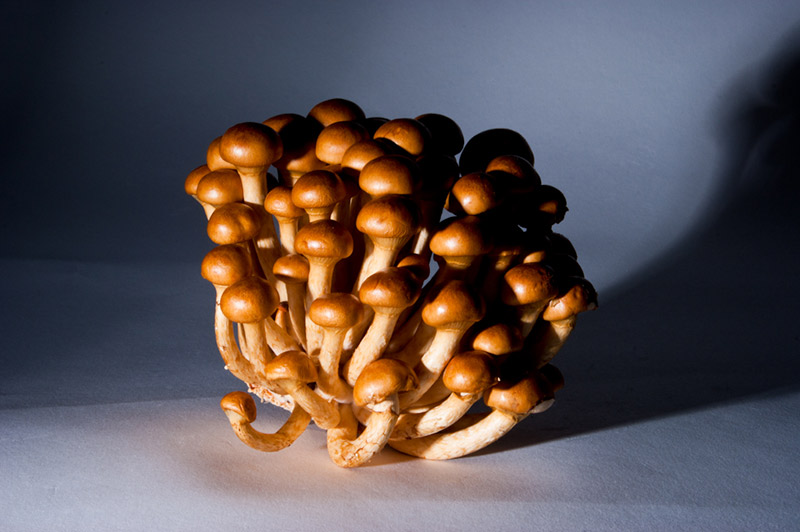 nameko brown mushroom cluster