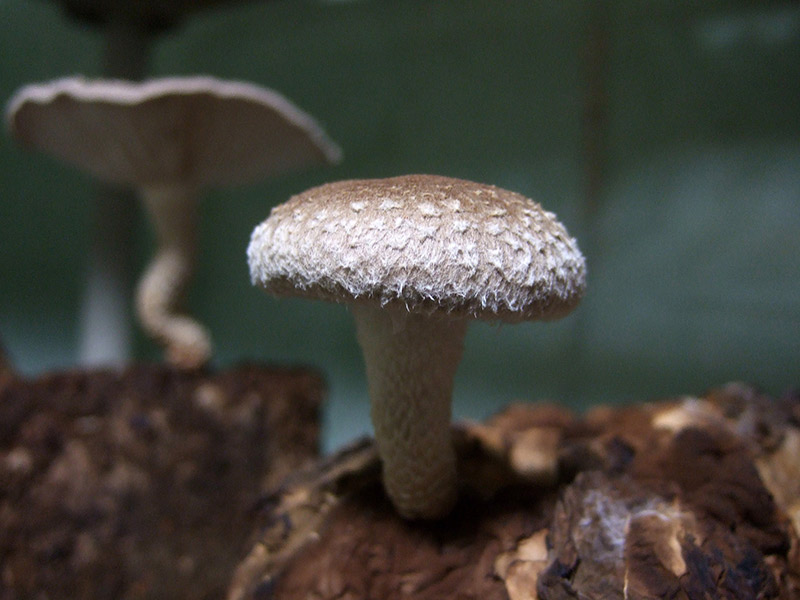 shiitake cap close up mushroom