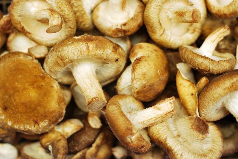 pile of white mushrooms