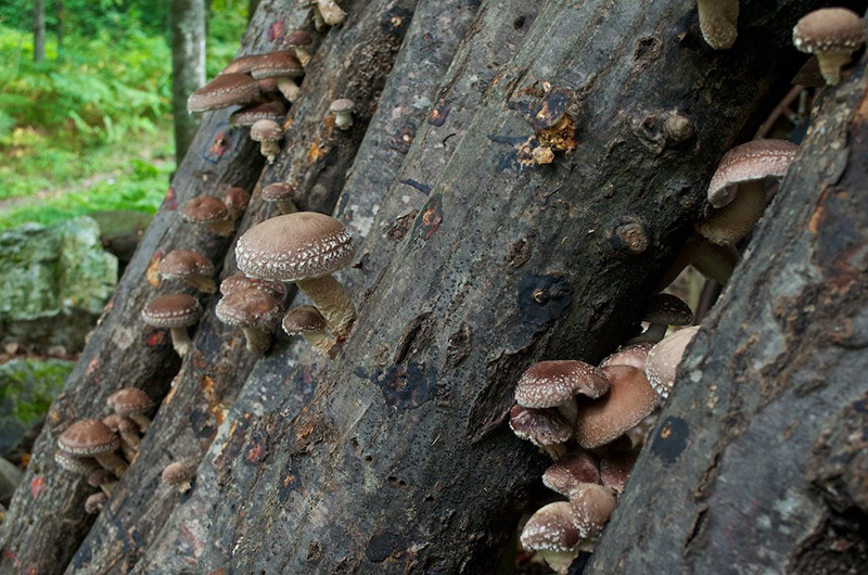 mushrooms growing on a tree in the forest