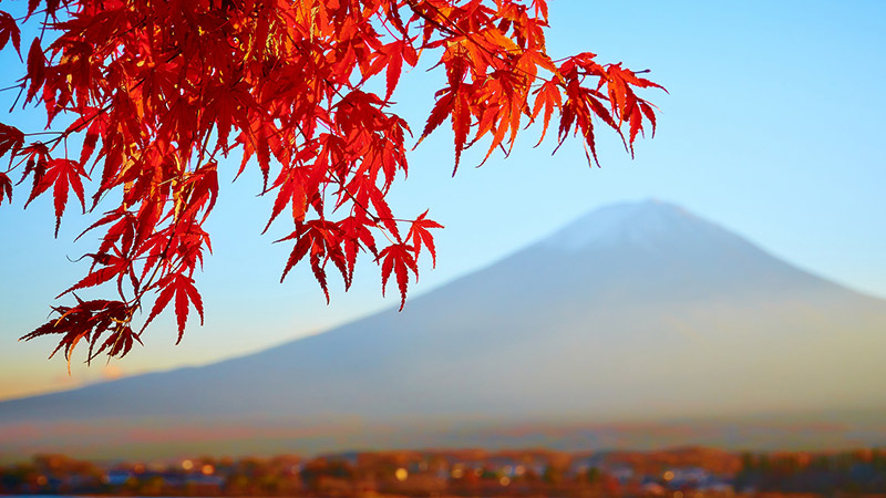 momiji in front of mt fuji