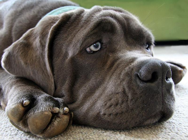 A morose looking neapolitan mastiff