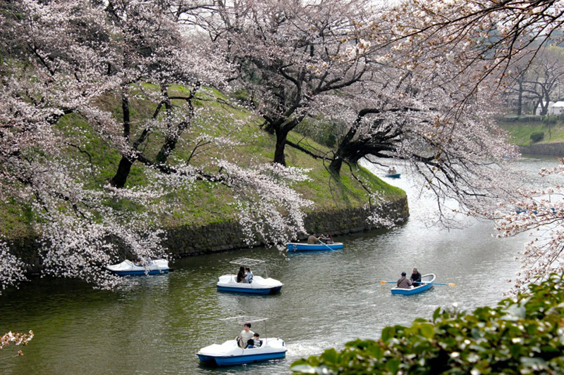 chiyoda cherry blossoms japanese citizen study abroad