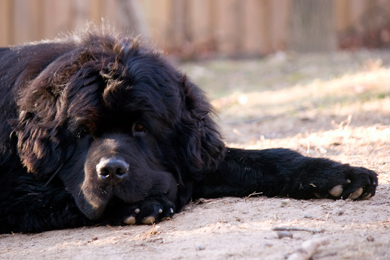 japanese citizen study abroad sad dog