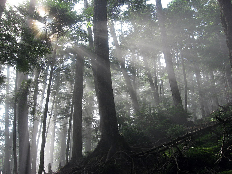 sunlight through the trees in forest