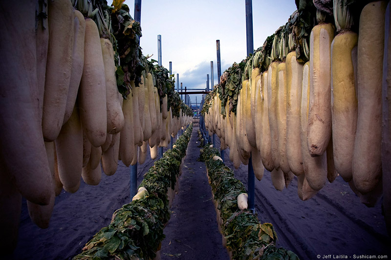 Rows of Daikon Radish at a farm