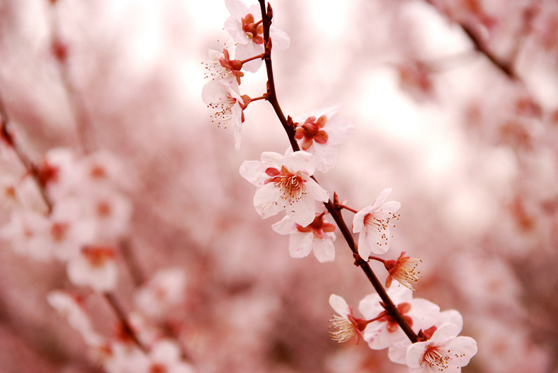 cherry blossom branch in japan