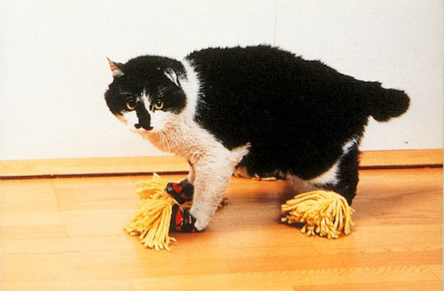 cat wearing suit with mop attached