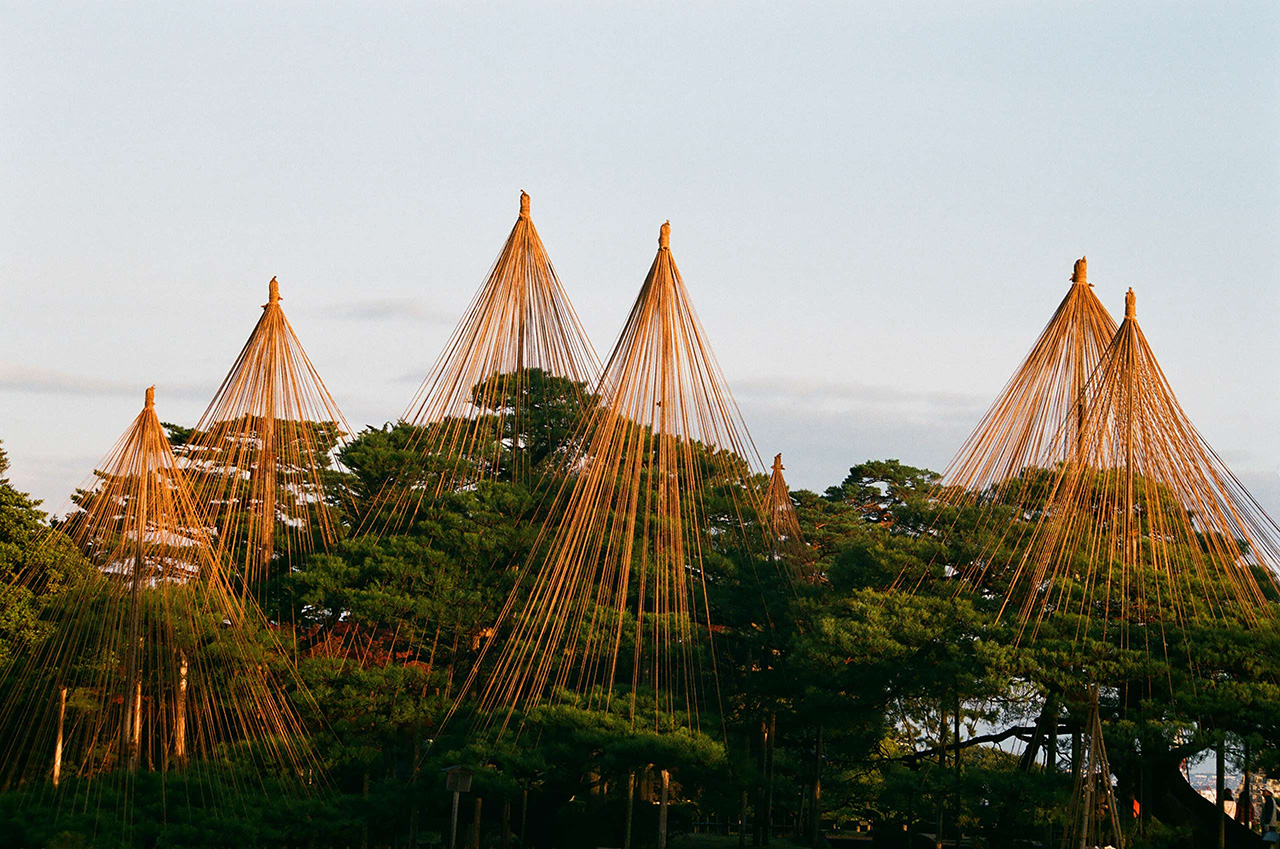 karasaki pine trees exemplifying wabi-sabi