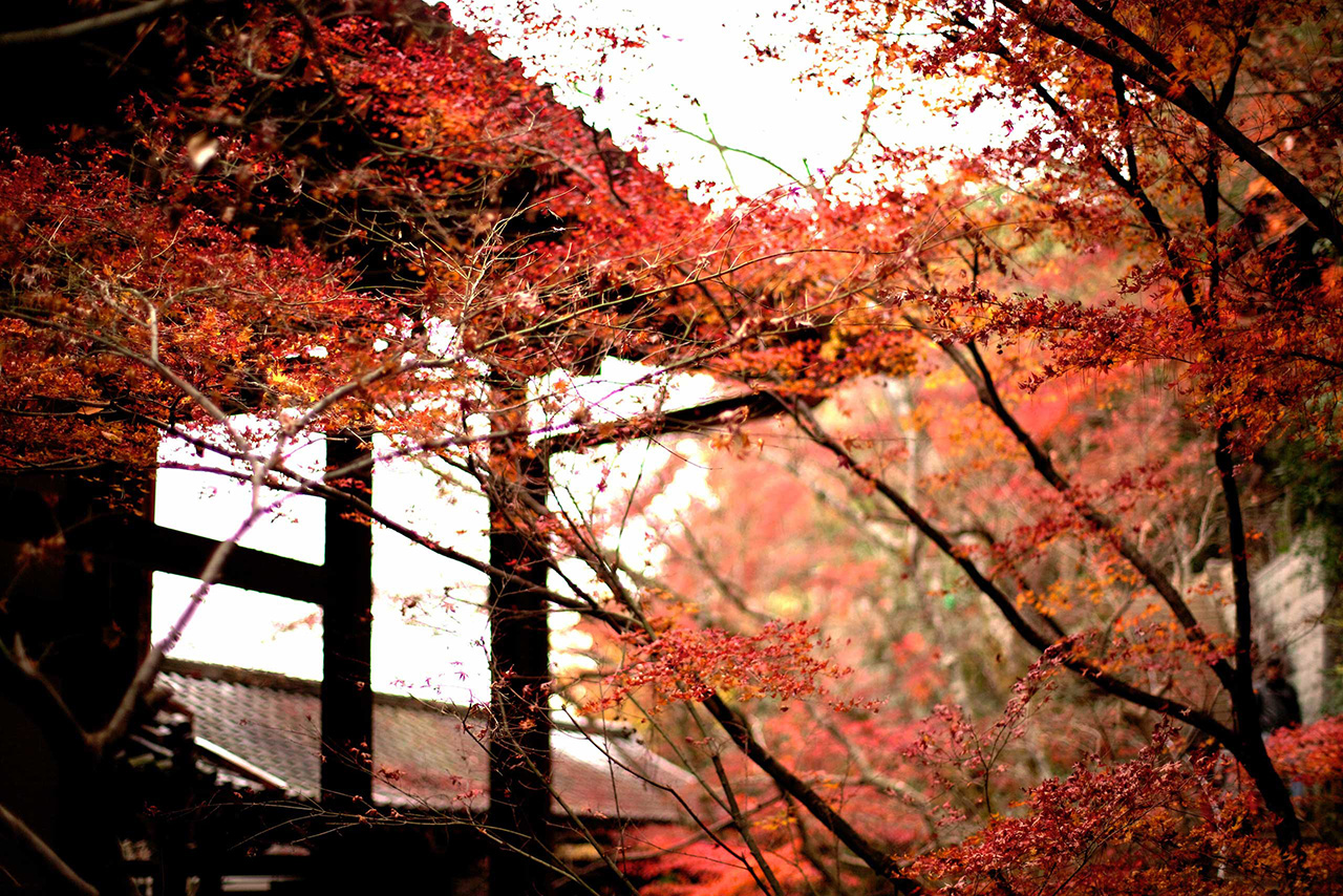 red maple leaves at a japanese temple