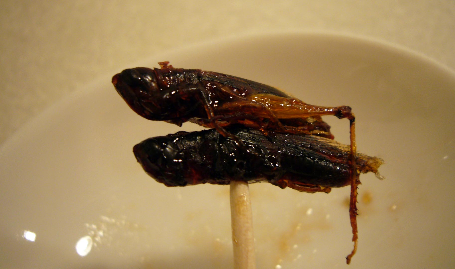 two grasshoppers on a stick