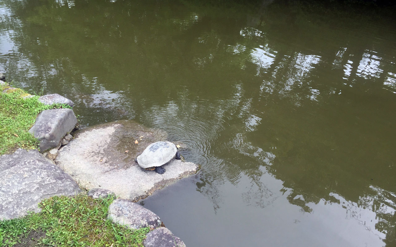 turtle sitting by the kamogawa