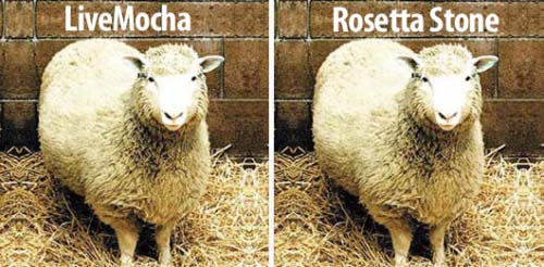 identical pictures of sheep