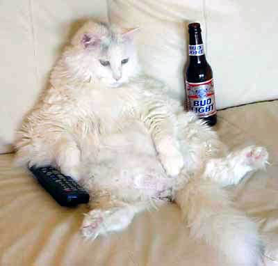 fat cat reclining on couch with remote and beer bottle