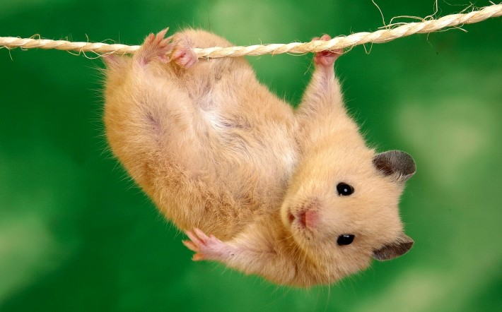 A mouse hanging from a rope